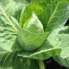 Spring Cabbage Wheelers Imperial