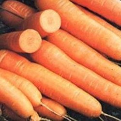 Carrot Lange Rote Stumpfe Ohne Herz