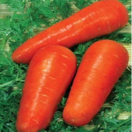 Морковь Викинг