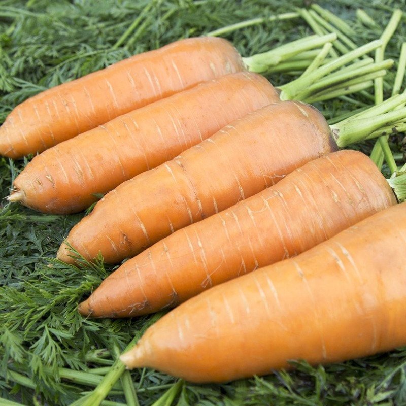 Carrot Giants of Colmar