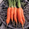 Carrot Giants of Colmar
