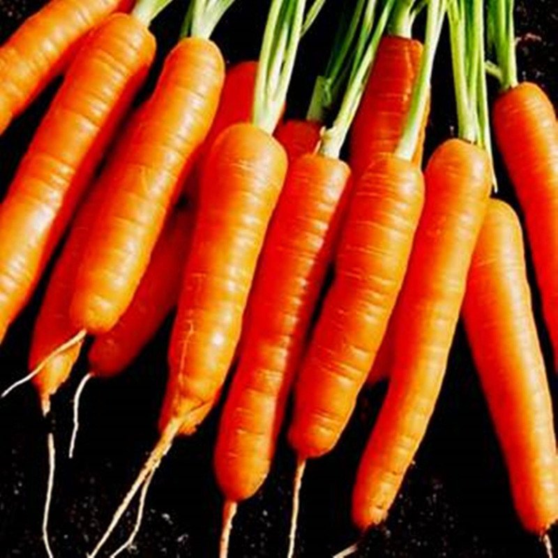 Carrot Kalina