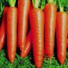 Carrot Kalina
