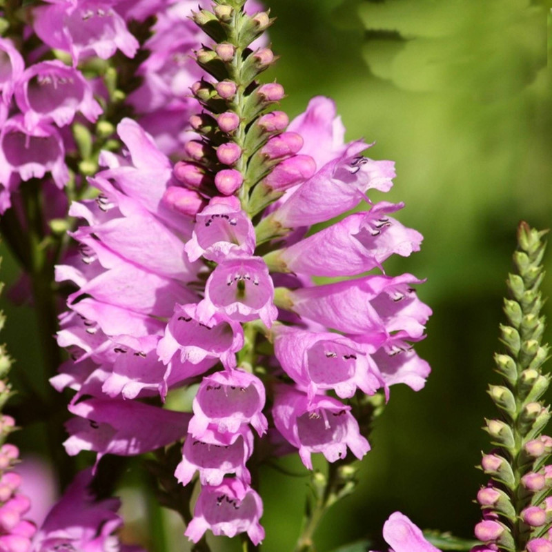 Фізостегія Віргінська рожева