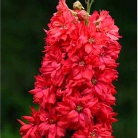 Delphinium Red King