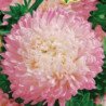 Aster King Size Apple Blossom