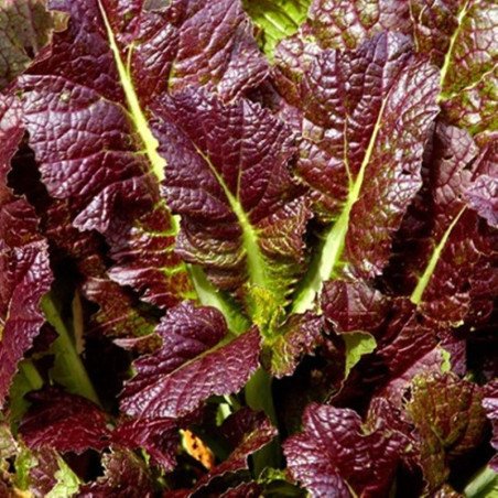 Leaf Mustard Red Giant