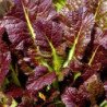 Leaf Mustard Red Giant