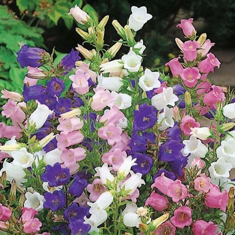 Canterbury Bells Garden Mix