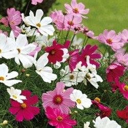 Garden Cosmos Mulitcolor Lights