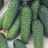 Cucumber Borus F1