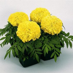 Dwarf Mexican Marigold Lemon