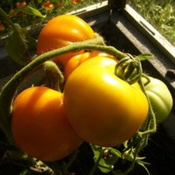 Tomato Sun Sardegna