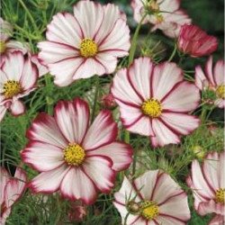 Garden Cosmos Picoti