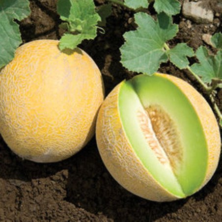 Melon Early Galia
