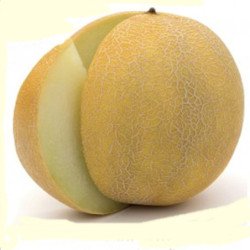 Melon Early Galia