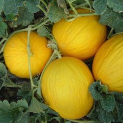 Melon Napoletano Giallo