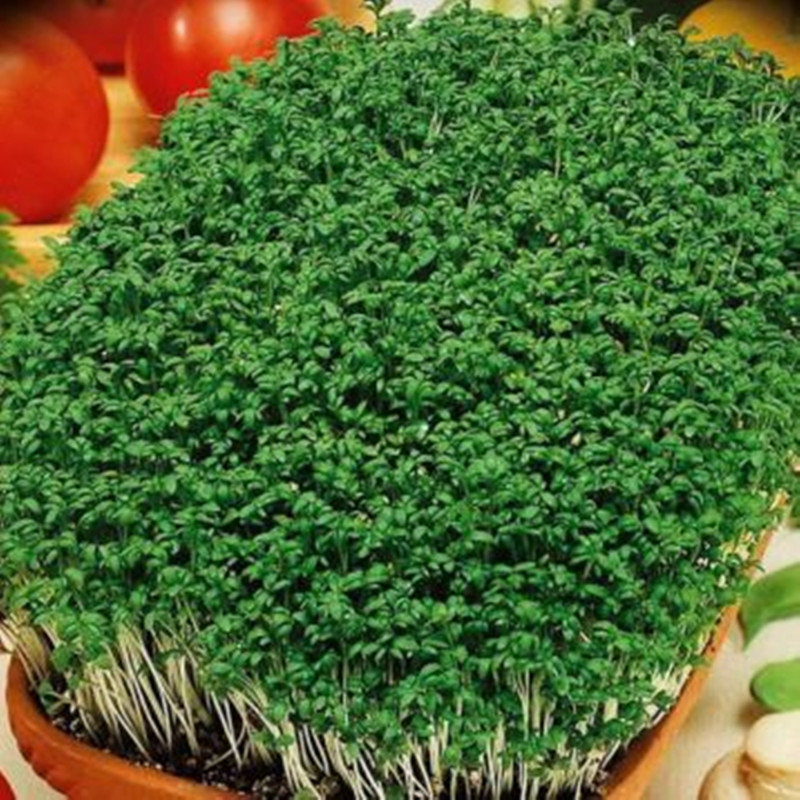 Крес-салат Кучерявий