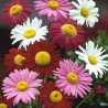 Pyrethrum Daisy Mix