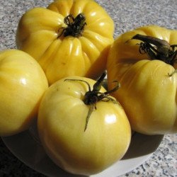 Tomato Lemon Giant