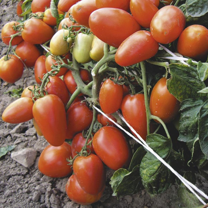 Томат Новачок