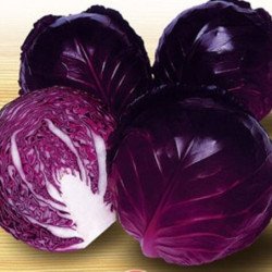 Red Cabbage Langedijker