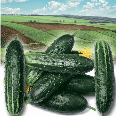 Cucumber Field