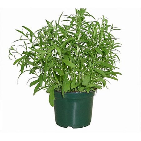 Tarragon