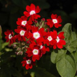 Verbena Red