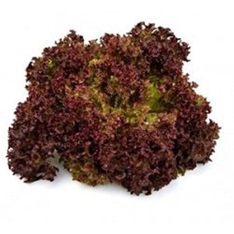 Leaf Lettuce Lollo Rosso