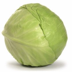 Head Cabbage Glory 1305