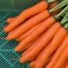 Carrot Rodelika
