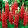 Garden Lupine Red Flame