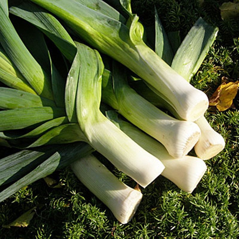 Leek Autumn Giant