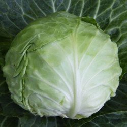Cabbage Yana