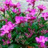 Alpine Rock-Cress Pink