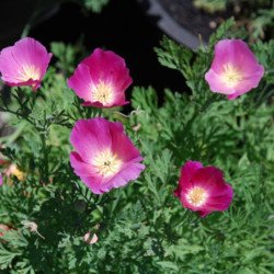 California Poppy Purple Gleam