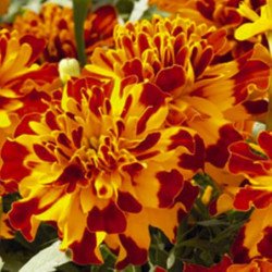 French Marigold Bolero