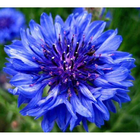 Cornflower Blue Ball