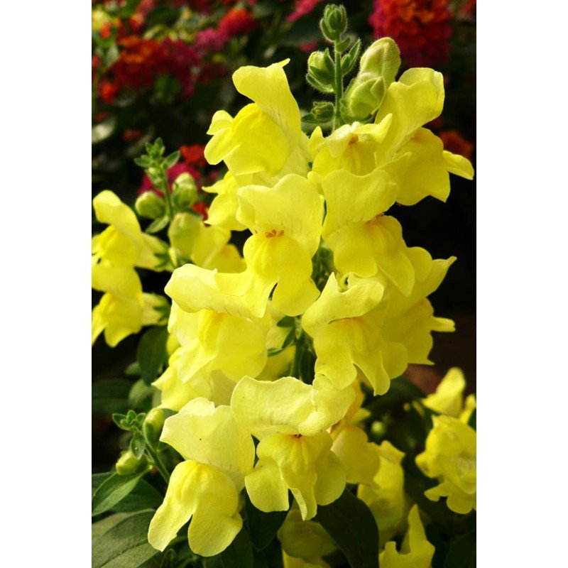 Snapdragon Golden