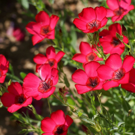 Flowering Flax Rubrum