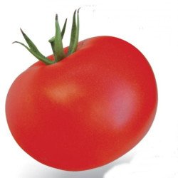 Tomato Red Camel