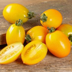 Tomato Datterini Yellow