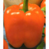 Sweet Pepper California Miracle Orange