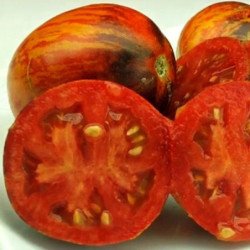 Tomato Gargamel