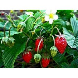 Alpine Strawberry Ruegen