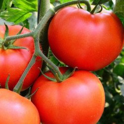 Tomato Extrim