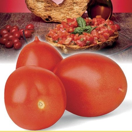 Tomato Borgo Celano