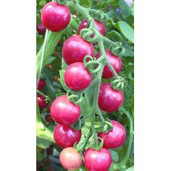 Tomato Cherry Rosa