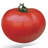 Tomato Seiger